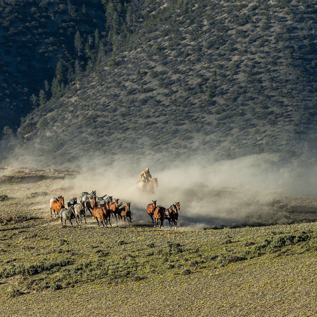 john dutton jacket in yellowstone