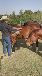 Heritage Wild Rag
